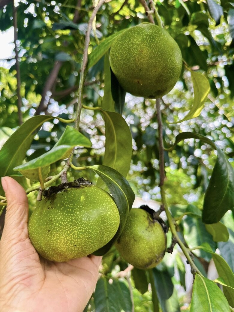 Hồng socola đang vào độ chín. Ảnh: FB Hoàng Thị Mỹ Lệ