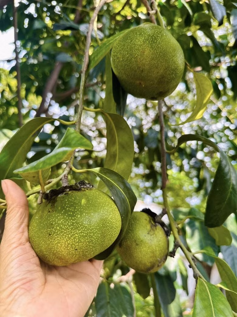 Hồng socola đang vào độ chín. Ảnh: FB Hoàng Thị Mỹ Lệ