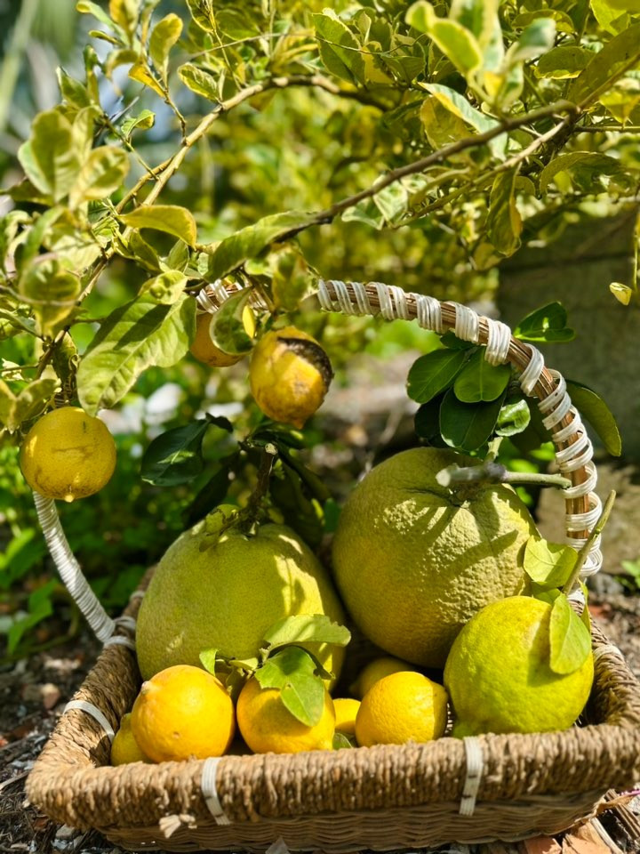 Bưởi Diễn sai trĩu trịt phải vặt hết trái, giữ lại một cây 5, 6 quả. Ảnh: FB Hoàng Thị Mỹ Lệ