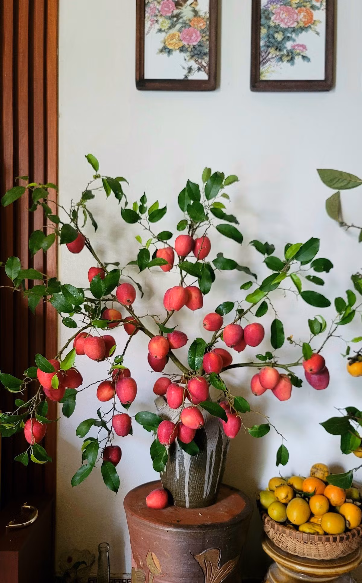 Bên cạnh đó, nhờ ngoại hình bắt mắt, táo cherry còn được buộc trên cành cây để trang trí nhà. Ảnh: FB Huyền Tạ