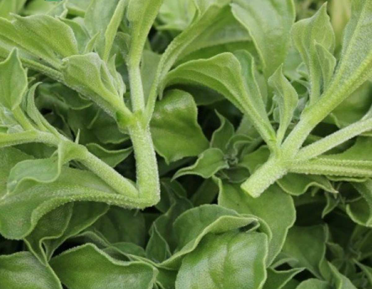 Đáng chú ý, rau bông tuyết từng có giá lên tới 300.000 đồng/kg, đắt gấp hàng chục lần các loại rau thông thường. Ảnh: Nông sản Dũng Hà