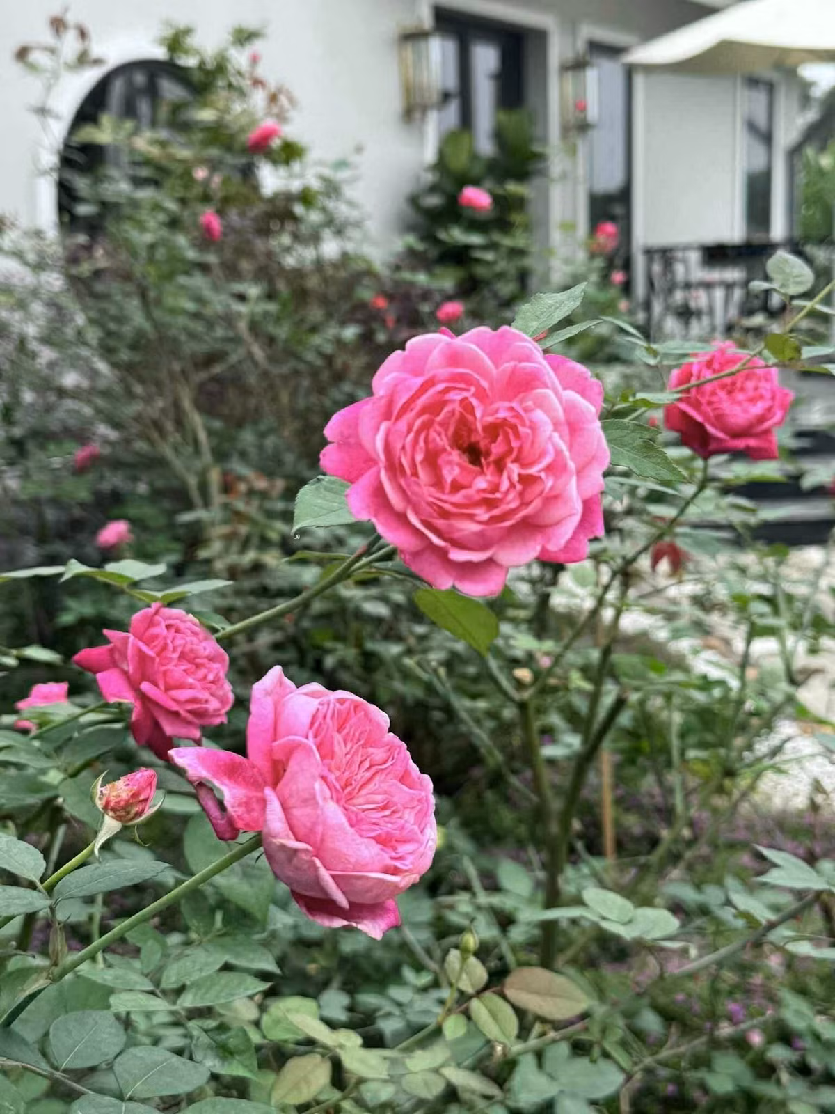 Trong cơ ngơi bình yên tại Phú Thọ (trước đây là Hòa Bình), khu vườn của MC Diễm Quỳnh khiến nhiều người thích thú bởi vẻ đẹp rực rỡ và tràn đầy sức sống. Ảnh: FB Dang Diem Quynh