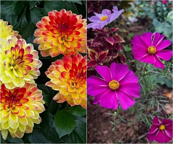 Thược dược cánh kép đỏ cam và hoa cánh bướm tím biếc mỏng manh. Ảnh: FB Dang Diem Quynh