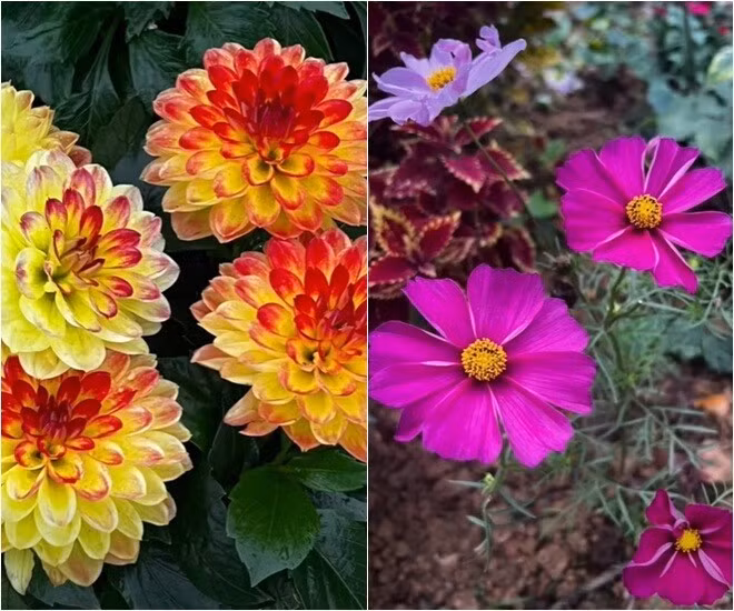 Thược dược cánh kép đỏ cam và hoa cánh bướm tím biếc mỏng manh. Ảnh: FB Dang Diem Quynh