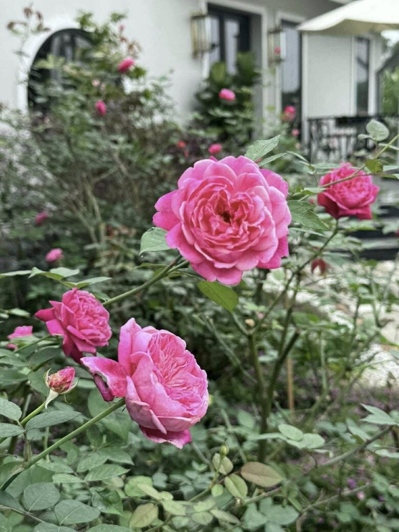 View - Mãn nhãn vườn hồng đẹp như cổ tích của MC Diễm Quỳnh | Báo Tri thức và Cuộc sống - TIN TỨC PHỔ BIẾN KIẾN THỨC 24H