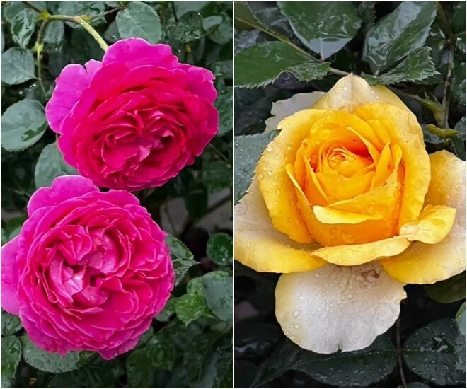 View - Mãn nhãn vườn hồng đẹp như cổ tích của MC Diễm Quỳnh | Báo Tri thức và Cuộc sống - TIN TỨC PHỔ BIẾN KIẾN THỨC 24H