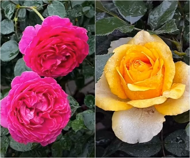 Những gốc hồng này được Diễm Quỳnh chăm sóc suốt 2 năm qua. Ảnh: FB Dang Diem Quynh