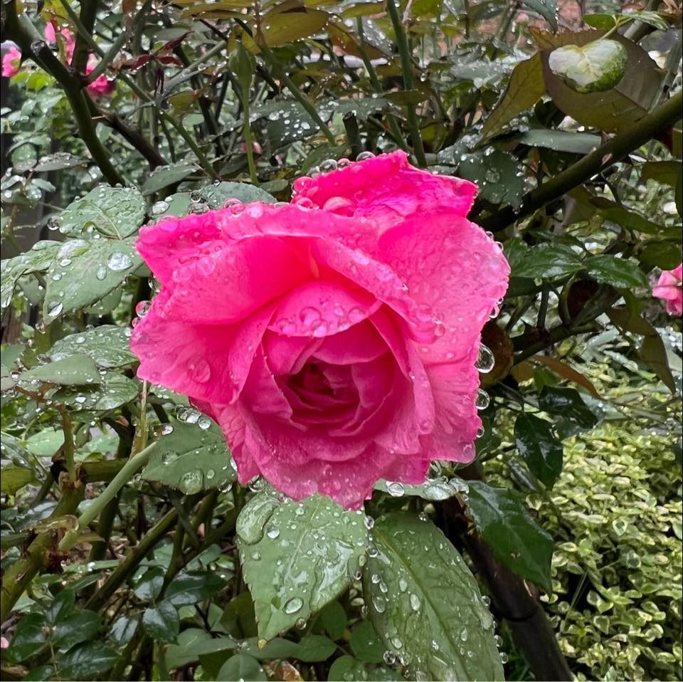 Nổi bật nhất là những gốc hồng cổ, hồng ngoại rực rỡ bao quanh. Ảnh: FB Dang Diem Quynh