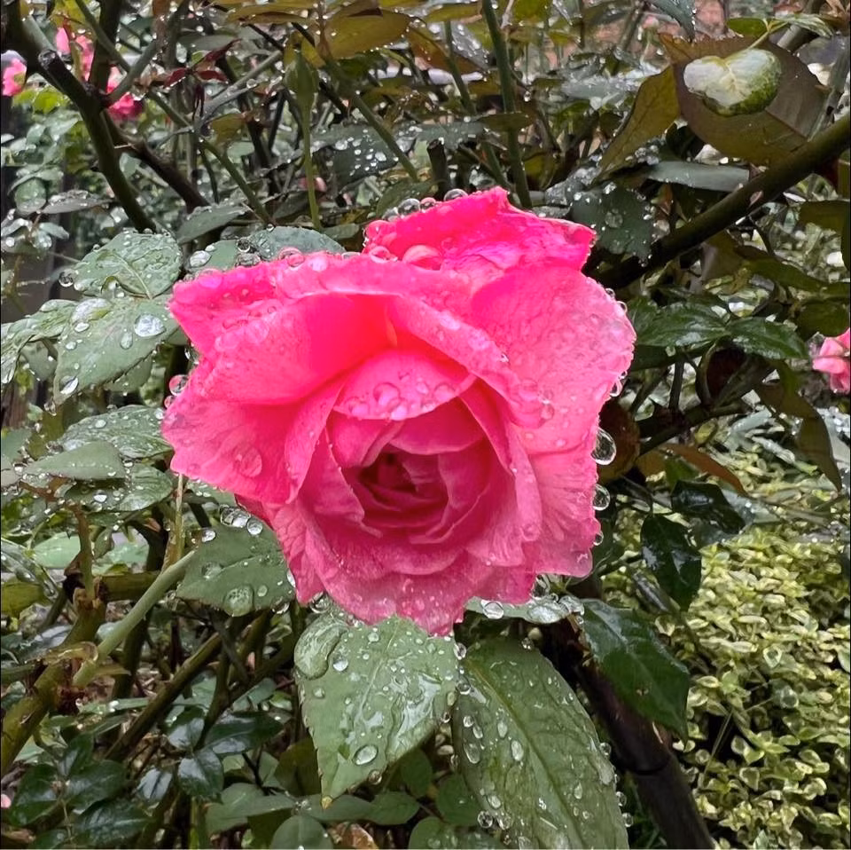 Nổi bật nhất là những gốc hồng cổ, hồng ngoại rực rỡ bao quanh. Ảnh: FB Dang Diem Quynh