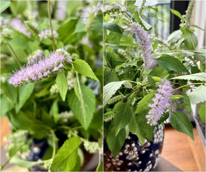 Hoa rau kinh giới tím nhạt li ti được nữ chủ nhân cắm đầy tinh tế. Ảnh: FB Dang Diem Quynh