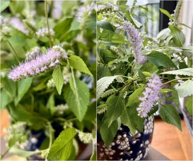 Hoa rau kinh giới tím nhạt li ti được nữ chủ nhân cắm đầy tinh tế. Ảnh: FB Dang Diem Quynh