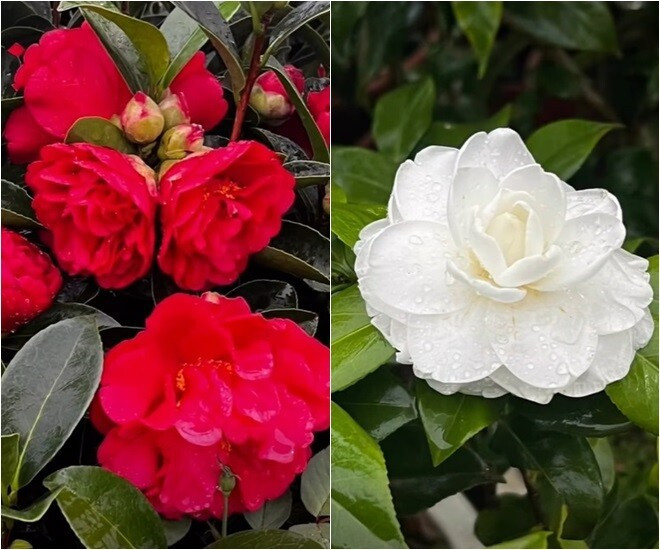 View - Mãn nhãn vườn hồng đẹp như cổ tích của MC Diễm Quỳnh | Báo Tri thức và Cuộc sống - TIN TỨC PHỔ BIẾN KIẾN THỨC 24H