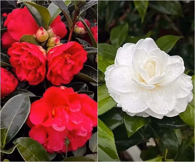 Ngoài hồng còn có hoa trà khoe sắc đối lập: một bên đỏ thắm nồng nàn, một bên trắng muốt. Ảnh: FB Dang Diem Quynh