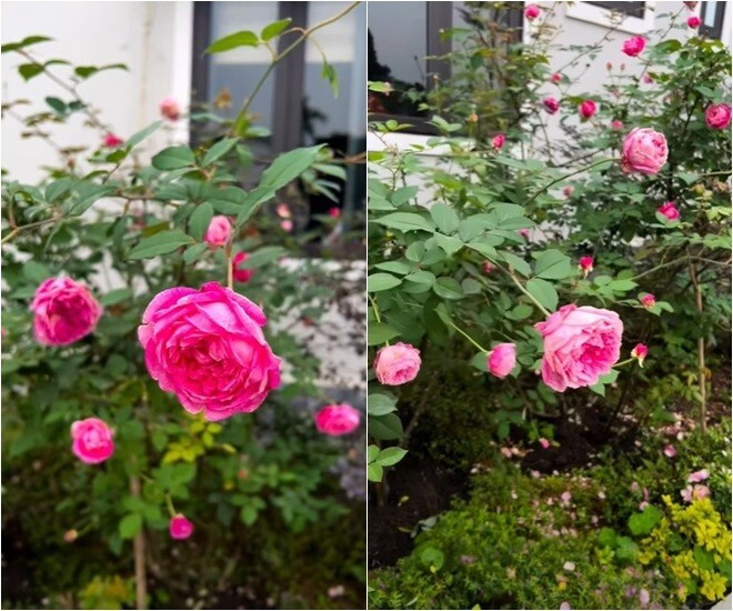 View - Mãn nhãn vườn hồng đẹp như cổ tích của MC Diễm Quỳnh | Báo Tri thức và Cuộc sống - TIN TỨC PHỔ BIẾN KIẾN THỨC 24H