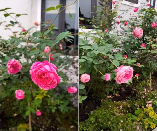 Cành hồng leo vươn dài, nhiều nụ tạo khung cảnh thơ mộng. Ảnh: FB Dang Diem Quynh