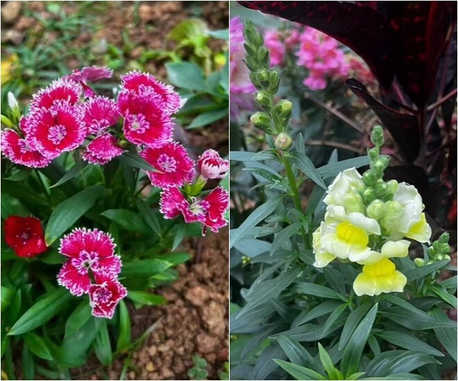 Hoa thạch thảo đỏ viền trắng nhỏ xinh duyên dáng bên khóm mõm sói vàng nhạt. Ảnh: FB Dang Diem Quynh
