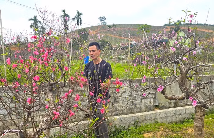 Gần 2 tuần nữa mới đến Tết Nguyên đán Bính Ngọ 2026, nhưng nhiều vườn đào ở Nghệ An đã bung nở khiến người trồng 'mất ăn, mất ngủ' vì lo trắng tay. Ảnh: Tiền phong