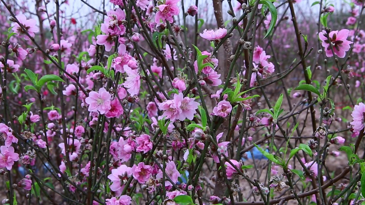 Đào nở sớm khiến nhiều hộ mất đi nguồn thu chính trong dịp Tết. Ảnh: Baobacgiang