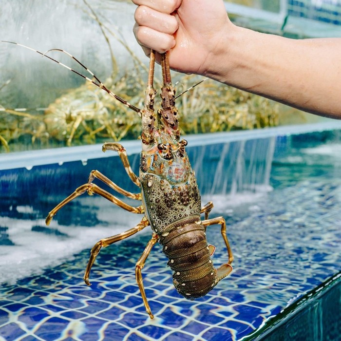 Trong khi đó, tôm hùm cũng là hải sản chỉ dành cho giới nhà giàu, giá thường dao động từ vài trăm nghìn đến vài triệu đồng/kg. Ảnh: Hải Sản Hùng Trường Sa