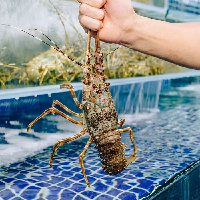 Trong khi đó, tôm hùm cũng là hải sản chỉ dành cho giới nhà giàu, giá thường dao động từ vài trăm nghìn đến vài triệu đồng/kg. Ảnh: Hải Sản Hùng Trường Sa