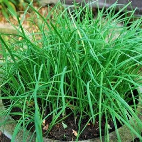 Trong tự nhiên, cây hẹ thường mọc hoang ven đường hoặc bờ ruộng. Ngoài ra, hẹ cũng được người Việt trồng nhiều. Ảnh: Sunny Garden