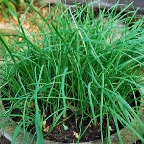 Trong tự nhiên, cây hẹ thường mọc hoang ven đường hoặc bờ ruộng. Ngoài ra, hẹ cũng được người Việt trồng nhiều. Ảnh: Sunny Garden