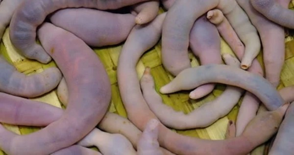 Thức ăn chủ yếu của loài này là các sinh vật phù du, cá nhỏ hay cua nhỏ. Ảnh: Pond5