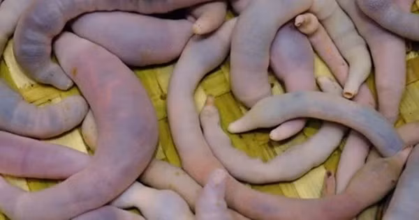 Thức ăn chủ yếu của loài này là các sinh vật phù du, cá nhỏ hay cua nhỏ. Ảnh: Pond5