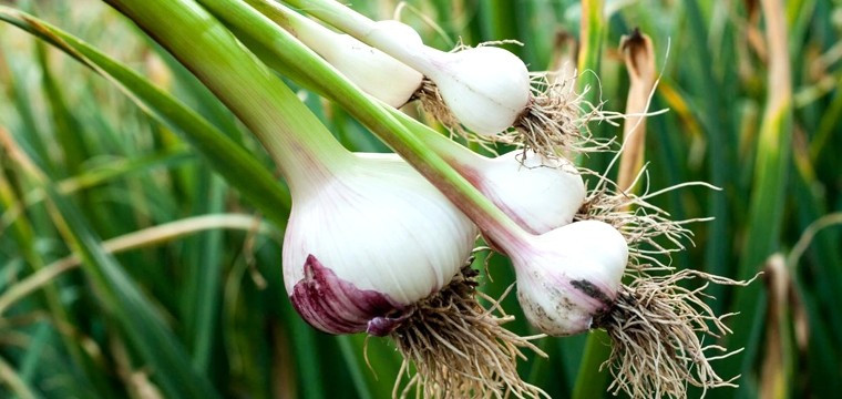 Các loại cây trong họ hành như hành tây, hẹ, tỏi chứa hàm lượng hợp chất lưu huỳnh cao, tạo mùi cay nồng khiến rắn khó chịu, không dám đến gần. Ảnh: TraceVerified