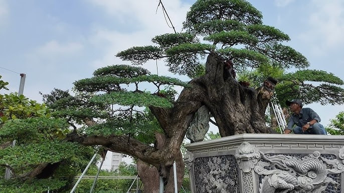 Từ loài cây mọc hoang, me keo lên chậu thành bonsai độc lạ, có cây tuổi đời hàng trăm năm được săn lùng với giá tiền tỷ. Ảnh: YouTube