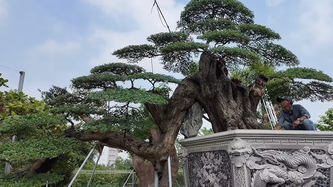 Từ loài cây mọc hoang, me keo lên chậu thành bonsai độc lạ, có cây tuổi đời hàng trăm năm được săn lùng với giá tiền tỷ. Ảnh: YouTube