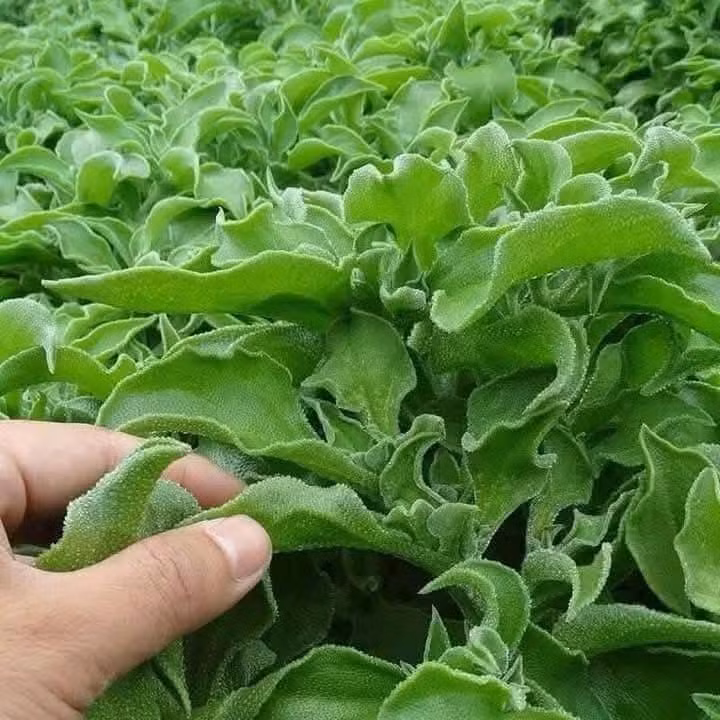 Rau kim cương có đặc điểm toàn thân mọng nước, với những hạt li ti lấp lánh như những giọt nước đọng lại trên bề mặt lá và thân. Ảnh: Facebook