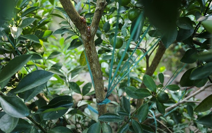 View - Chưa đến Tết Bính Ngọ, khách đến tận vườn đặt cọc quất cảnh | Báo Tri thức và Cuộc sống - TIN TỨC PHỔ BIẾN KIẾN THỨC 24H