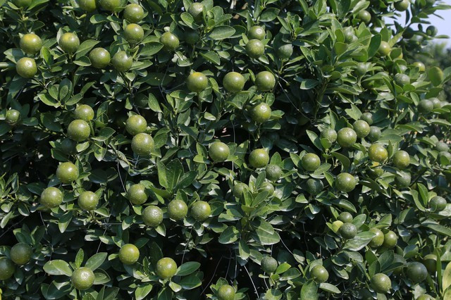 Những quả tròn, đẹp, căng bóng được giữ lại; quả xấu méo loại bỏ để đảm bảo chất lượng. Ảnh: Gia đình &amp; xã hội