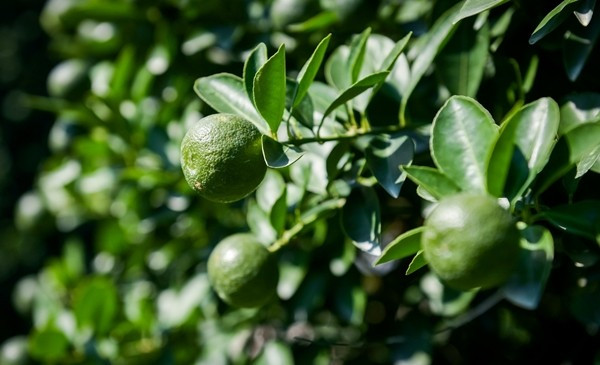 Theo người trồng quất cảnh tại phường Vị Khê, năm nay vùng trồng không bị thiệt hại bởi bão lũ nên cây sinh trưởng đều, tỷ lệ đậu quả cao. Ảnh: Vietnamnet