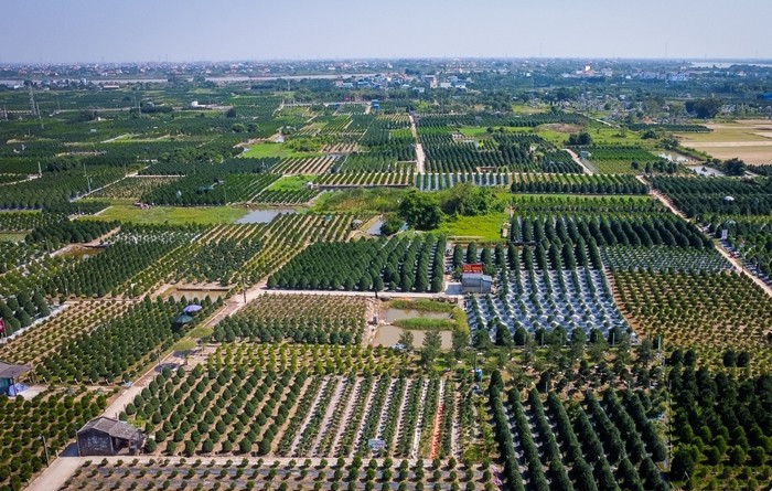 View - Chưa đến Tết Bính Ngọ, khách đến tận vườn đặt cọc quất cảnh | Báo Tri thức và Cuộc sống - TIN TỨC PHỔ BIẾN KIẾN THỨC 24H