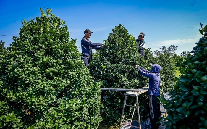Những cây giá gần 40 triệu đồng cao khoảng 4m tính từ gốc đến ngọn, đường kính khoảng 2,5m và phải mất 4-5 năm chăm sóc cẩn thận. Tuy nhiên, số lượng rất ít. Ảnh: Vietnamnet