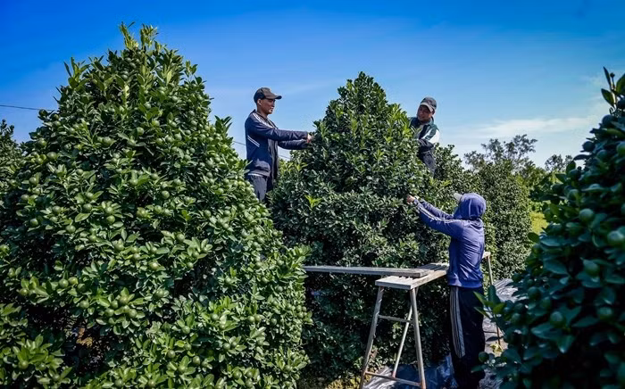 Những cây giá gần 40 triệu đồng cao khoảng 4m tính từ gốc đến ngọn, đường kính khoảng 2,5m và phải mất 4-5 năm chăm sóc cẩn thận. Tuy nhiên, số lượng rất ít. Ảnh: Vietnamnet