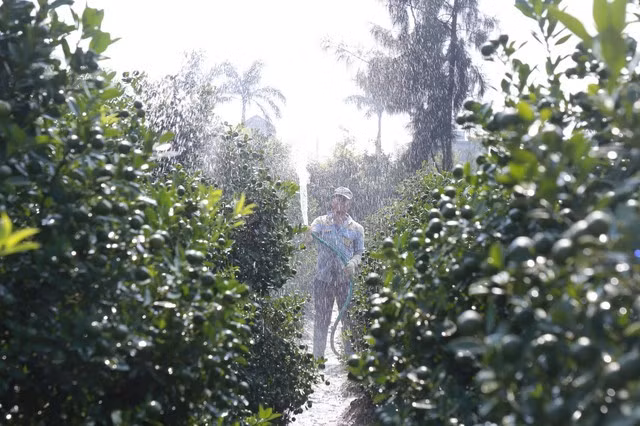 Bà con cần mẫn chăm sóc từng công đoạn, từ tưới nước, cắt tỉa, bón phân...Ảnh: Gia đình &amp; xã hội