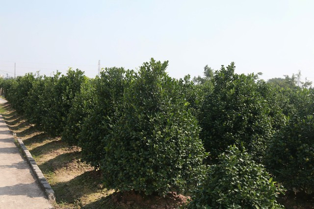 View - Chưa đến Tết Bính Ngọ, khách đến tận vườn đặt cọc quất cảnh | Báo Tri thức và Cuộc sống - TIN TỨC PHỔ BIẾN KIẾN THỨC 24H