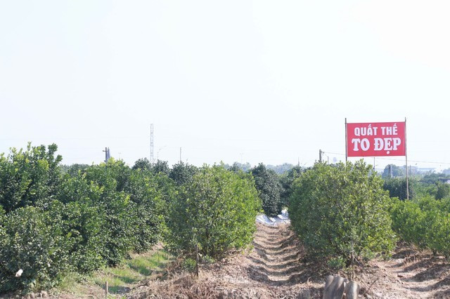 Thông thường từ đầu tháng 11 âm lịch, khách hàng khắp nơi mới đổ về xem quất và đặt cọc. Ảnh: Gia đình &amp; xã hội