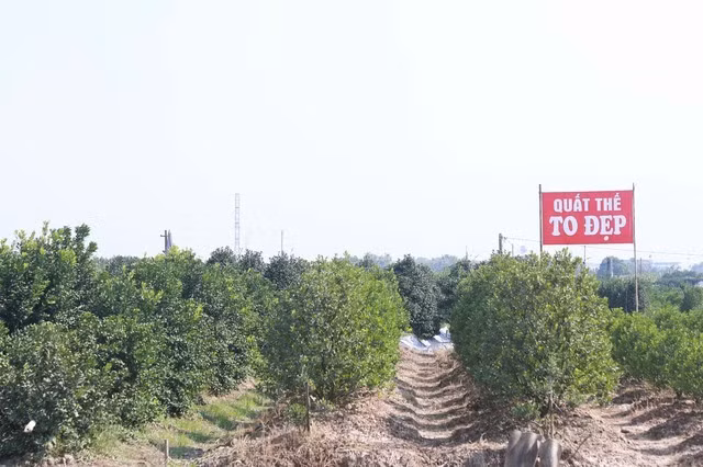 Thông thường từ đầu tháng 11 âm lịch, khách hàng khắp nơi mới đổ về xem quất và đặt cọc. Ảnh: Gia đình &amp; xã hội