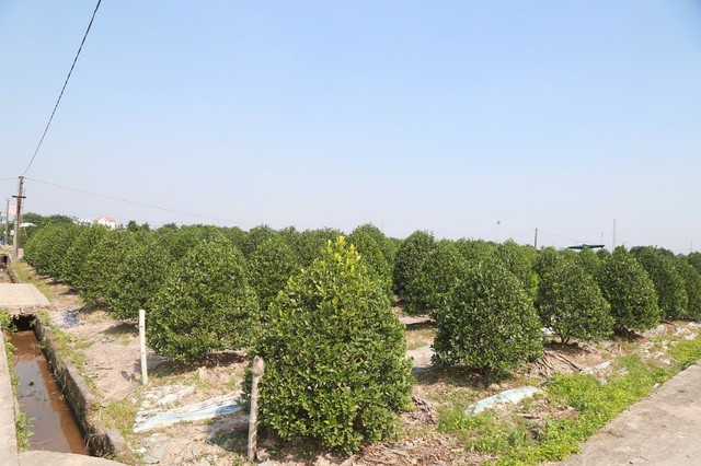 Những ngày này, không khí hối hả chuẩn bị cho vụ Tết lan khắp các vườn quất Nam Phong. Ảnh: Gia đình &amp; xã hội