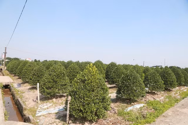 Những ngày này, không khí hối hả chuẩn bị cho vụ Tết lan khắp các vườn quất Nam Phong. Ảnh: Gia đình &amp; xã hội