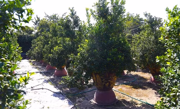 Trong khi đó, tại các nhà vườn Tứ Liên (Hà Nội), ngay từ giữa tháng 11 đã có nhiều khách hỏi mua quất cảnh vì lo ngại nguồn hàng khan hiếm do bão lũ. Ảnh: Hiếu Nguyễn/VTCnews