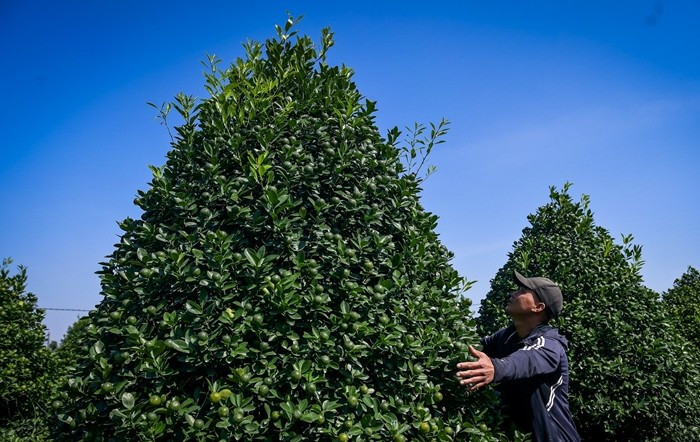 Một chủ vườn tại phường Vị Khê cho biết, gia đình trồng khoảng 900 cây quất, trong đó có 300 cây được xuất bán năm nay bán với giá dao động từ 3 triệu đến gần 40 triệu đồng/cây, tùy kích cỡ và độ đẹp. Ảnh: Vietnamnet