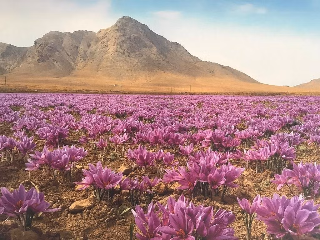 Những cánh đồng hoa nghệ tây tại khu vực này nằm ở độ cao lý tưởng so với mực nước biển, nơi có mùa đông lạnh giá và mùa hè khô nóng. Ảnh: FAO