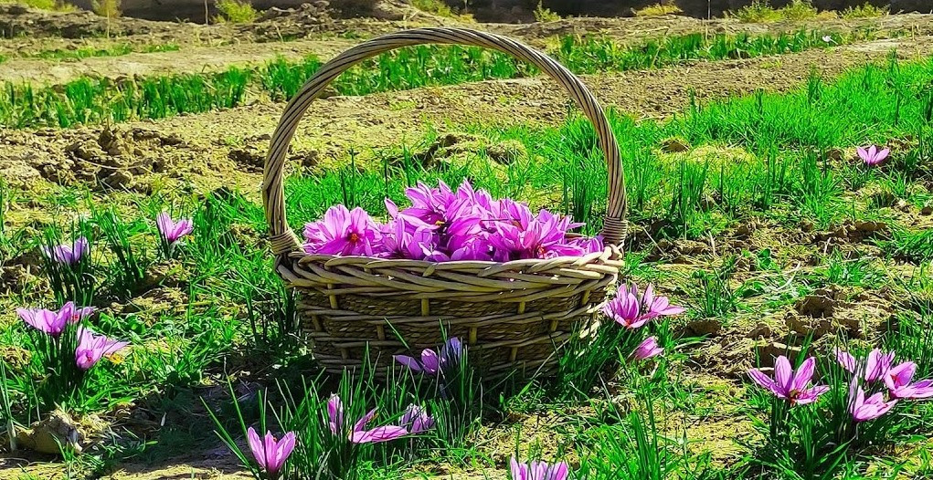 Ngoài ra, sự đắt đỏ của Saffron còn do công đoạn tách nhụy vô cùng tỉ mỉ. Sau khi hái hoa về, người thợ phải dùng tay tách ba sợi nhụy màu đỏ thẫm từ bên trong mỗi bông hoa. Nếu làm đứt hoặc để lẫn các phần màu vàng của nhụy, giá trị của sản phẩm sẽ giảm đáng kể. Ảnh: YouTube