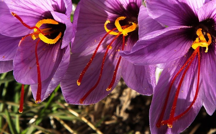 Không chỉ thu hoạch khó khăn, việc trồng hoa nghệ tây cũng là một thách thức. Loài cây chỉ này đòi hỏi thời tiết nóng, ánh sáng mặt trời trực tiếp và đất thoát nước tốt để phát triển. Ảnh: WordPress