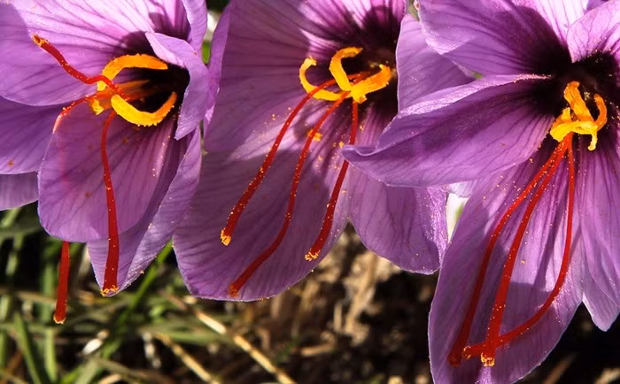 Không chỉ thu hoạch khó khăn, việc trồng hoa nghệ tây cũng là một thách thức. Loài cây chỉ này đòi hỏi thời tiết nóng, ánh sáng mặt trời trực tiếp và đất thoát nước tốt để phát triển. Ảnh: WordPress